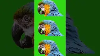Parrot 