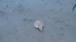 электрический скат