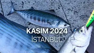 Palamut ve Lüfer Türünde Bolluk!  Kasım 2024 İstanbul