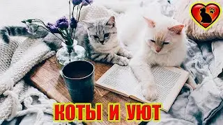 Коты – это ценнейший ресурс. Они уют вырабатывают.