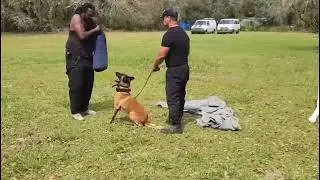 Family and Personal Protection Dog-Belgian Malinois AVAILABLE