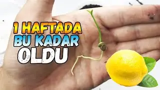 Lemon Seed Germination | Growing a Lemon Tree