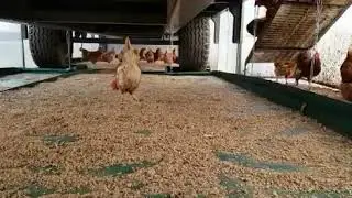 Test unserer Folie im Aussenscharrraum auf Haus Düsse