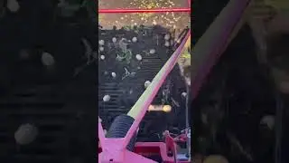 Начали копать картошку сорт Ревьера.