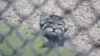 Смешная реакция подросшего котенка на голубя и котята мамы Лоло высоко на дереве.