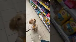 СОБАЧИЙ ТИНДЕР 🐕