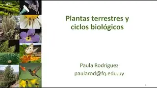 Teórico 10: Grupos de plantas terrestres y ciclos biológicos