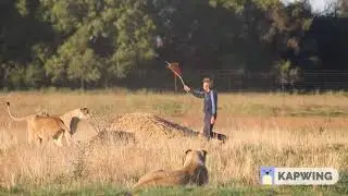 Пер Гюнт, утро со львами. Peer Gynt, morning with lions