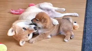 mom hugs her potat like a human mom ❤️