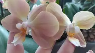 Цветущий июнь🌺🌺🌺🌺. Мои любимые  орхидейки😻💕🌺