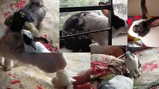 Cute bunnies compilation❣️ (we're back)