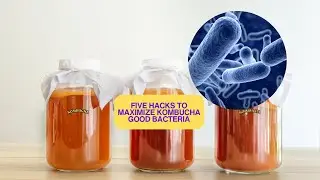 The KOMBUCHA Probiotic Myth 5 Hacks to MAXIMIZE Good Bacteria