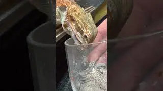It’s chomping time! 🦎🦗