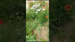 Валдай.Клумба у подъезда.