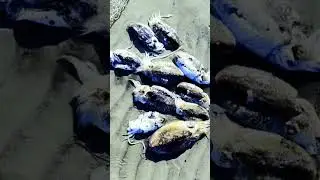 Cuttlefish