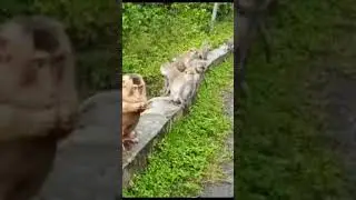Gibbons in Aceh, Sumatra #shorts #primates