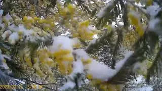 Райский Сад Мимоза.