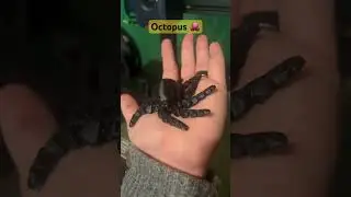 Octopus drucken mit Anycubic Kobra 2 pro 