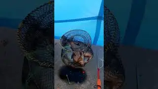 Ловля крупного подлещика в марте на Липовском озере, Ленобласть