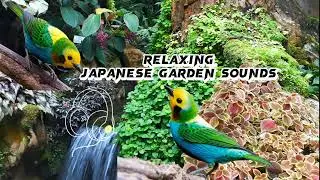 japanese garden relaxing sounds and bird's singing #meditation #relaxation