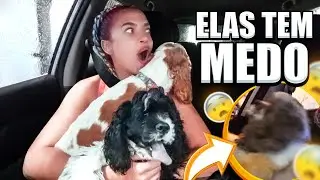 REAÇÃO DAS DOGS NO LAVA JATO!