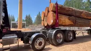 Winning loads of logs at the 2024 Deming log show Peterbilt Kenworth logging trucks