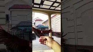 Попугай красный синий ара в Узбекистане - Parrot red blue macaw in Uzbekistan