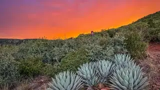 Prescott, Arizona Vegetable Garden Tour - July 2024
