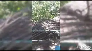 dando agua a los pajaros y una captura de corbatita