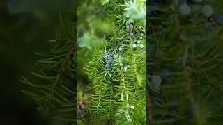 What are the side effects of juniper berry?