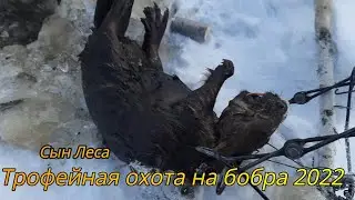 Трофейная охота на бобра 2022