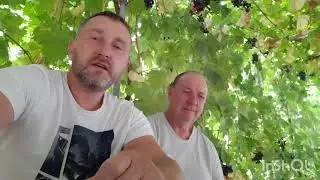 Виноградарь с 37 летним опытом