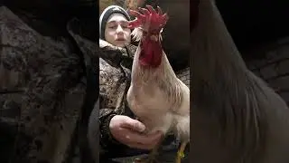 Петух русская хохлатая