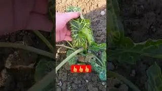 Зелёный цветок в феврале 👍