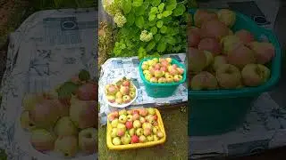 Северный виноград