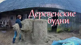 Начало марта // Жизнь на хуторе