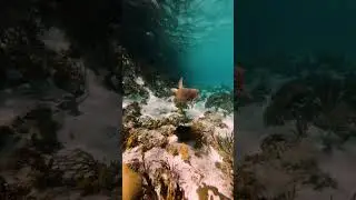 Sea Turtles and clear water