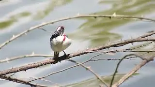 Cardeal-do-nordeste (Paroaria dominicana) - Parque Ecológico do Tietê, São Paulo/SP