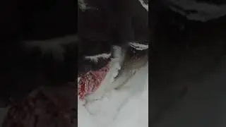 Хаски отдай варежку