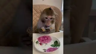 Чита кушает 🍰 тортик