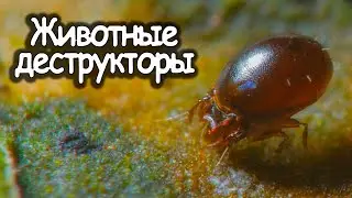 Животные деструкторы. Микропланета