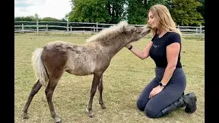 WORLD'S SMALLEST HORSE - The Miniature Horse