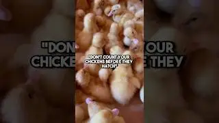Don’t count your chickens before they hatch!