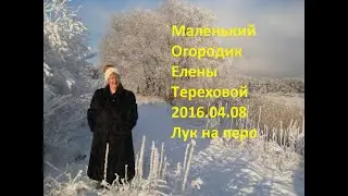 Маленький Огородик Елены Тереховой - 2016.04.08 Лук на перо