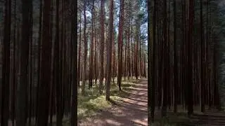 Сосновый бор на Куршской косе 