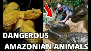 10 Most Dangerous Amazonian Animals| amazonian animals | pets & animals point: