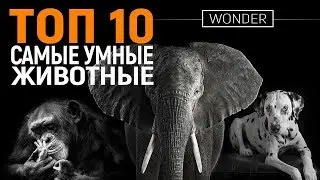 ТОП 10 САМЫХ УМНЫХ ЖИВОТНЫХ В МИРЕ
