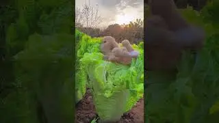 Animal sounds ||  Funny videos of little bunnies 🐇 Cute bunnies eating