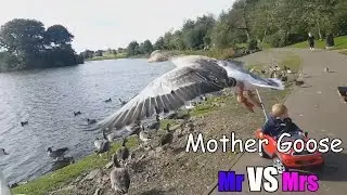 Mother Goose - Vlog 9 - Mr Vs Mrs