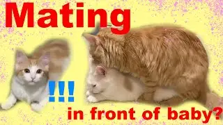 [ASMR] Cats Mating In Front of Their Baby Kitten; Ragdoll x Orange; Male was Neutered; HD 1080p